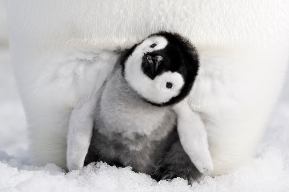 Kino: Potovanje cesarskega pingvina 2