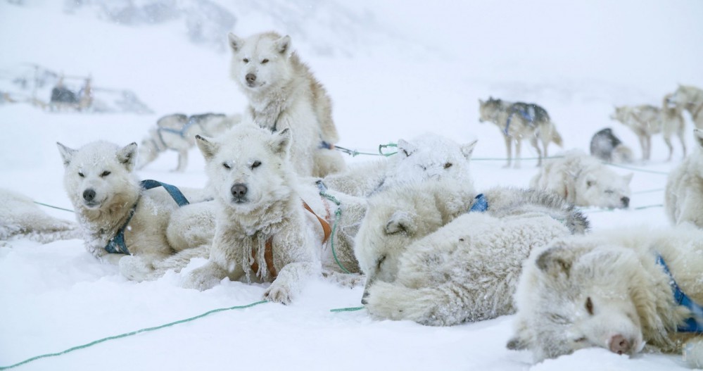 Kino: Zadnji ledeni lovci (dokumentarec)